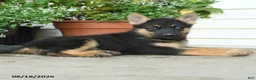 Gerberian Shepsky dogs for sale: Trixie - Ad 4