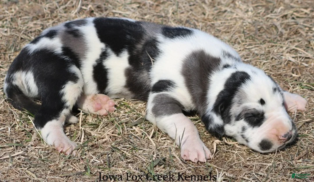 Great Dane dogs for sale: Harley - Ad 4