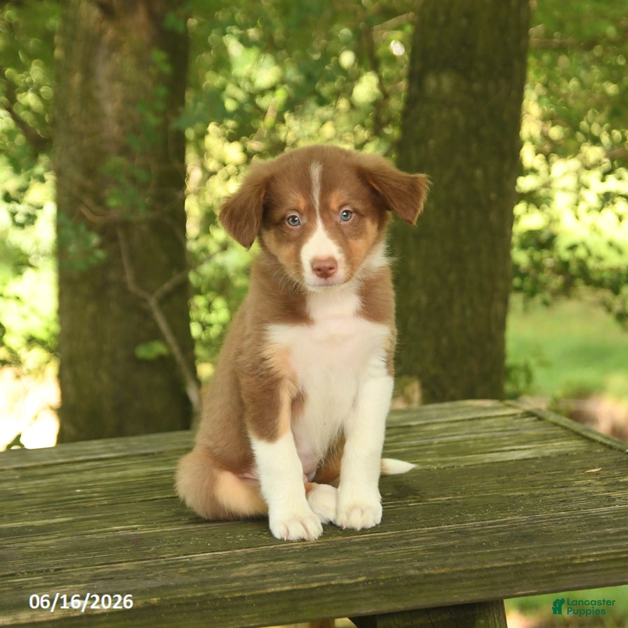 Border Collie dogs Flora   - Ad 2