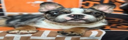 French Bulldog dogs for sale: Marcus - Ad 10