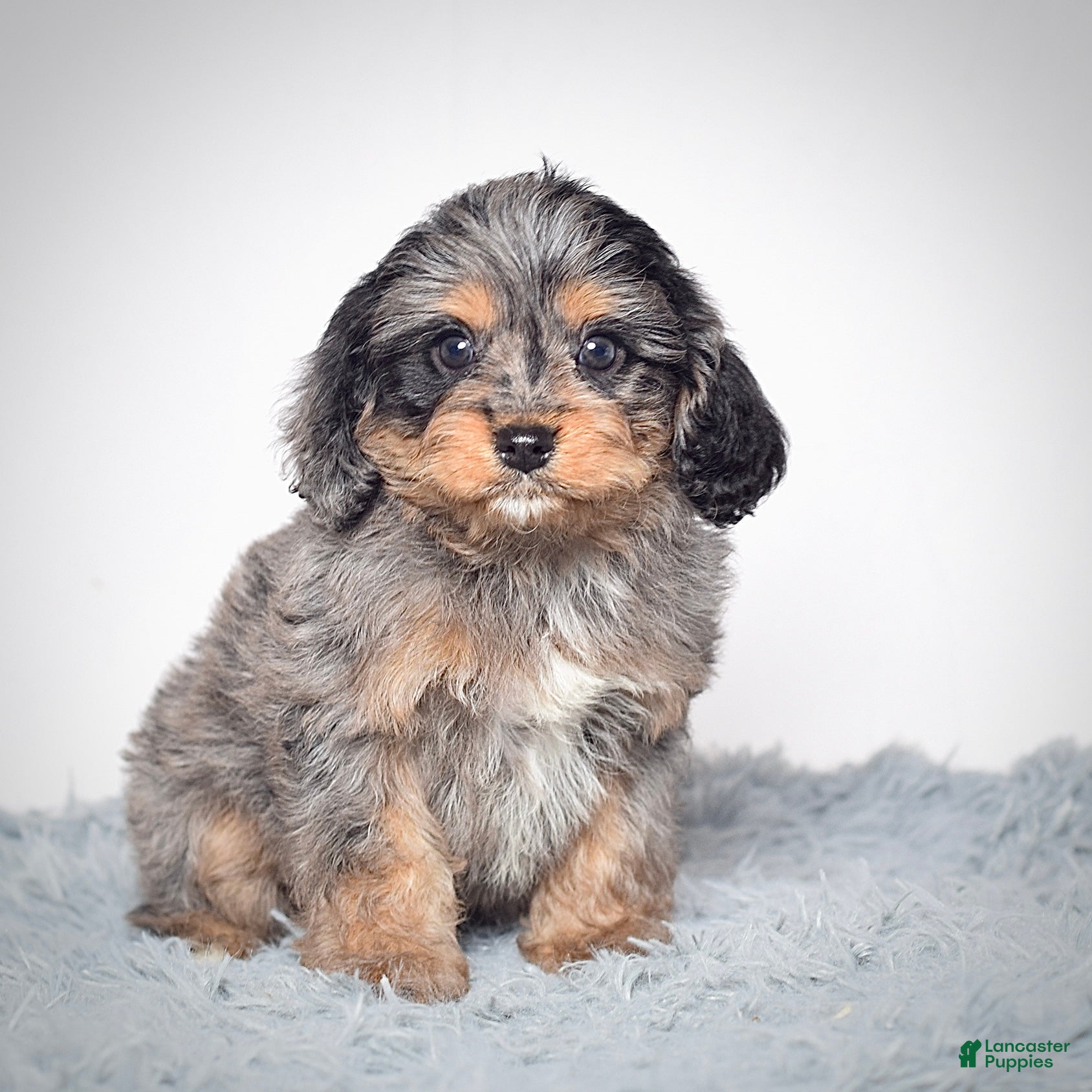 Cavapoo dogs Ms. Belle - Ad 1