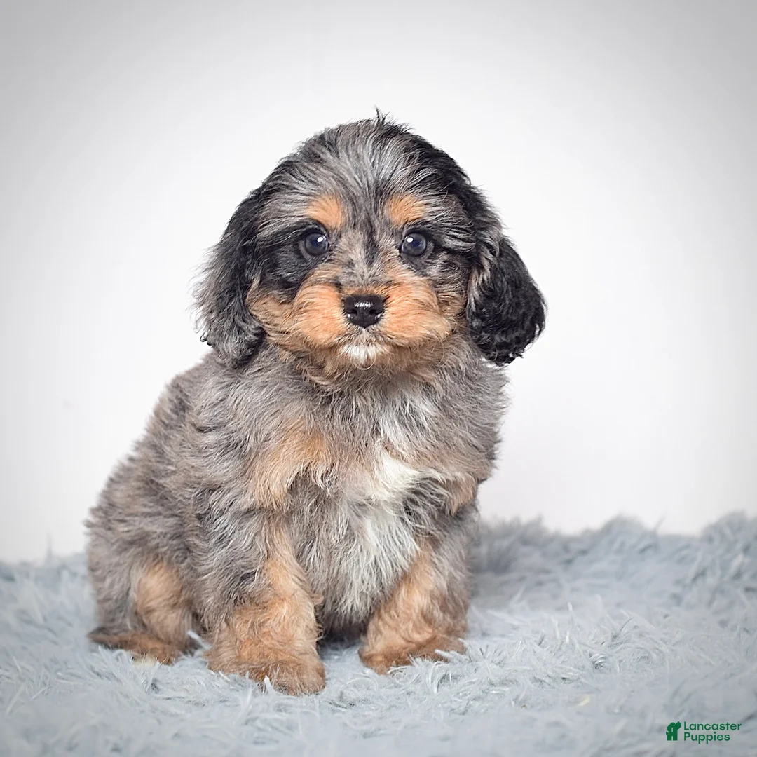 Cavapoo dogs for sale: Ms. Belle - Ad 1