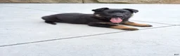 German Shepherd dogs for sale: Zeus - Ad 4