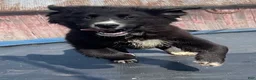 Mixed Breed dogs for sale: Ebony - Ad 4