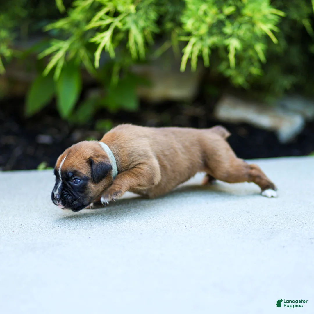 Boxer dogs for sale: Nettie Boxer  - Ad 1
