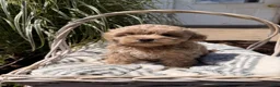 Maltipoo dogs for sale: Daphodile - Ad 1
