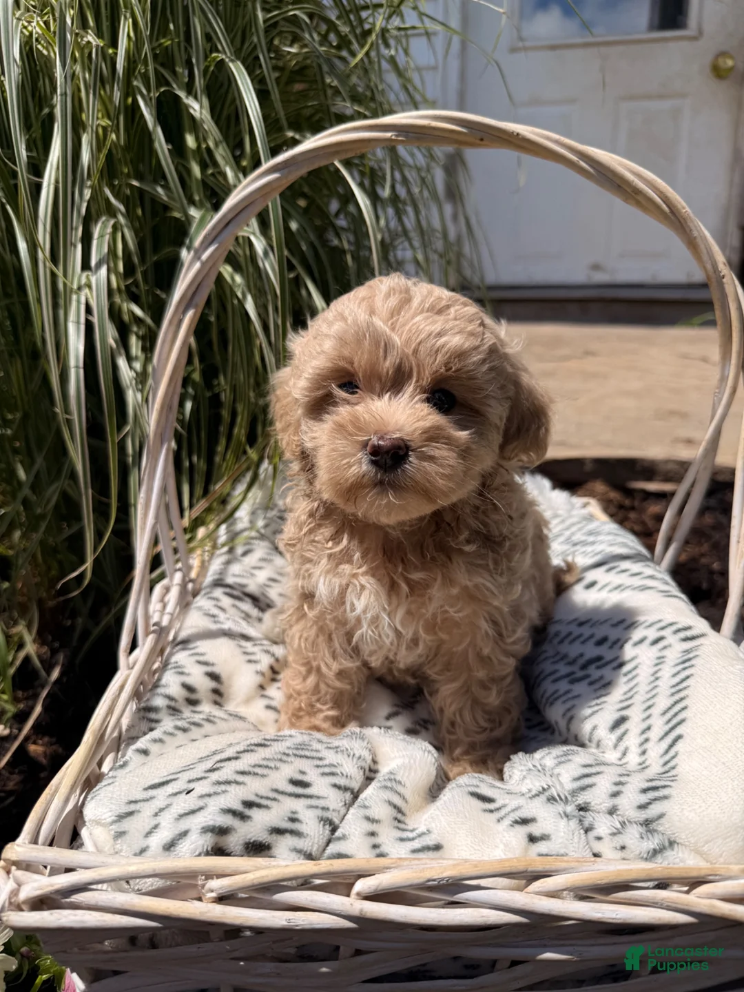 Maltipoo dogs for sale: Daphodile - Ad 1