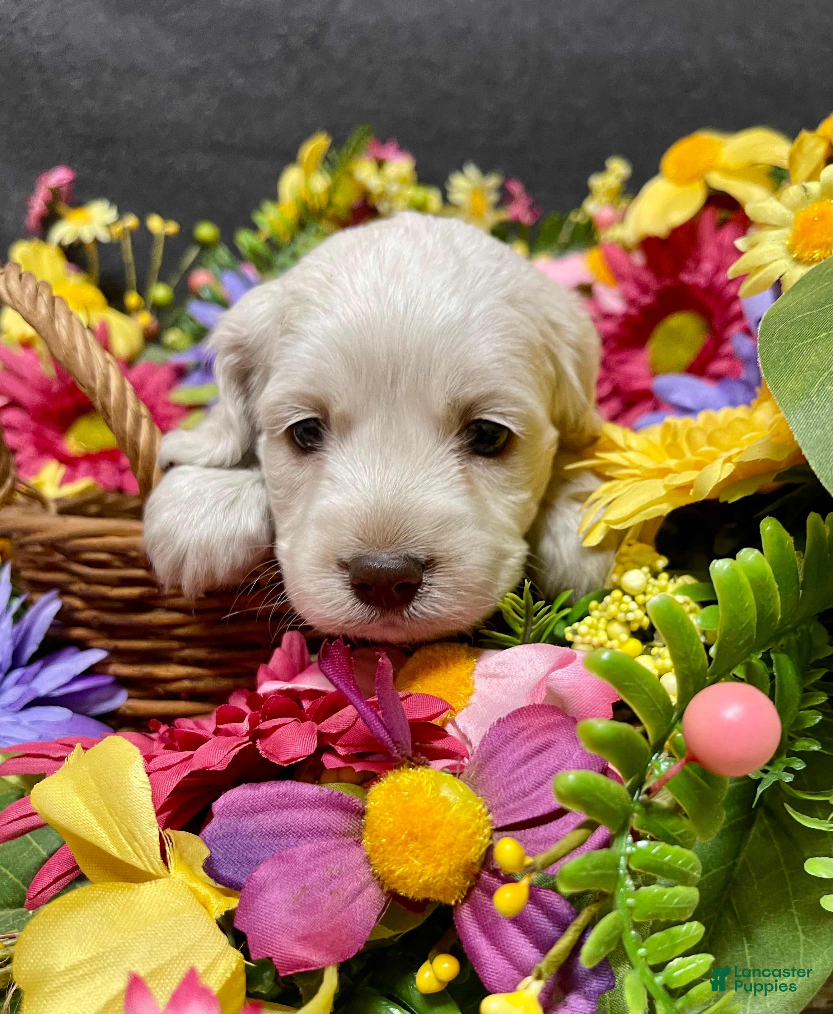 Cockapoo dogs Meeko - Ad 1