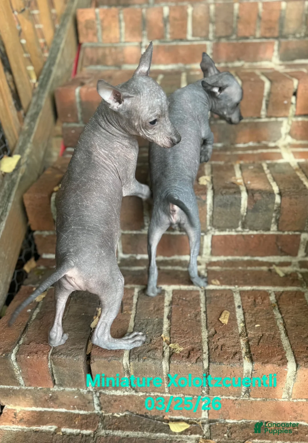 Xoloitzcuintle dogs for sale: Xoloitzcuintle Male Mini  - Ad 10
