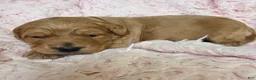 Mini Goldendoodle dogs for sale: Willow - Ad 3