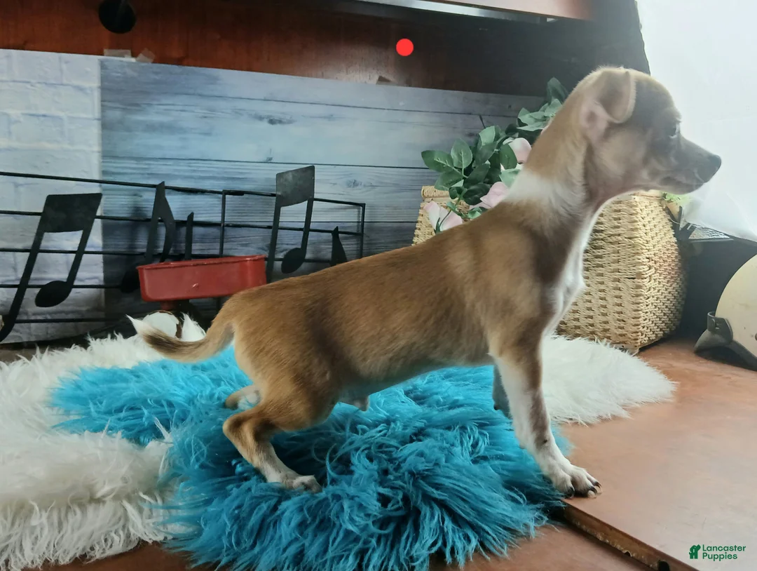 Chihuahua dogs for sale: Nationwide delivery. Popcorn boy red - Ad 2