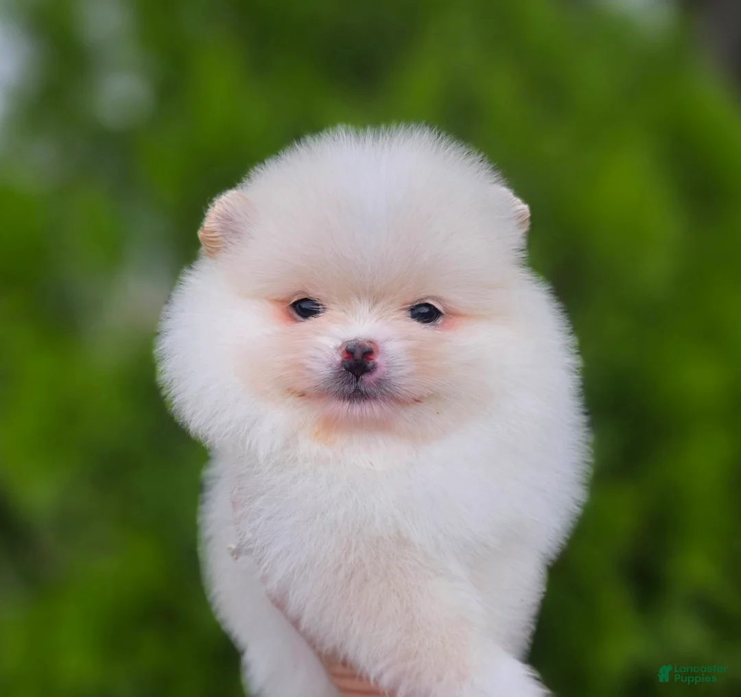 Pomeranian dogs for sale: Raphael  - Ad 5