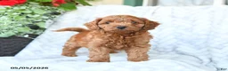 Cavapoo dogs for sale: Charlie - Ad 3