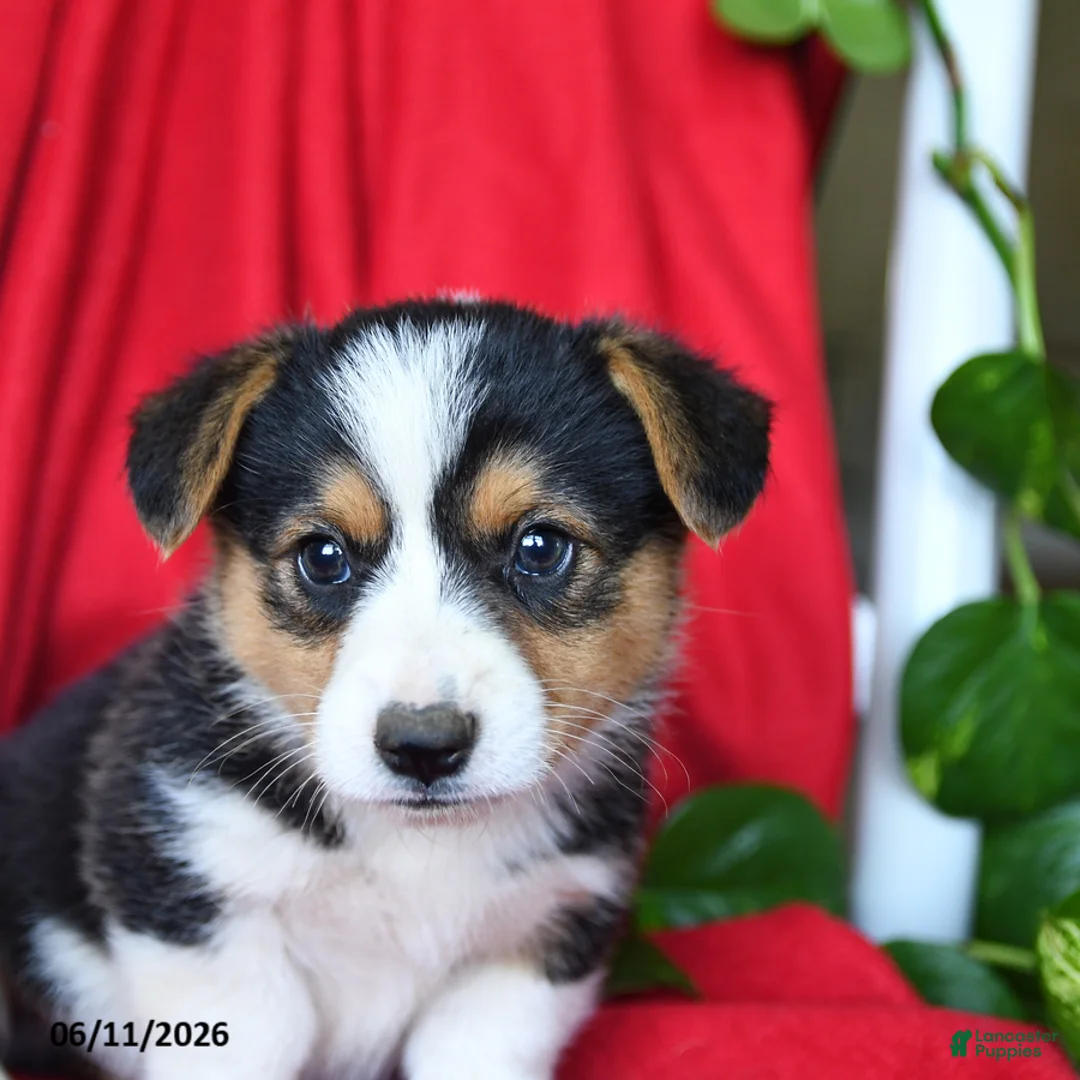 Welsh Corgi Pembroke dogs for sale: Chance - Ad 1