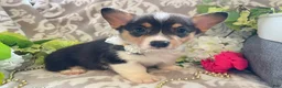 Welsh Corgi Pembroke dogs for sale: Maci - Ad 7