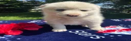 Pomsky dogs for sale: Trudy - Ad 2