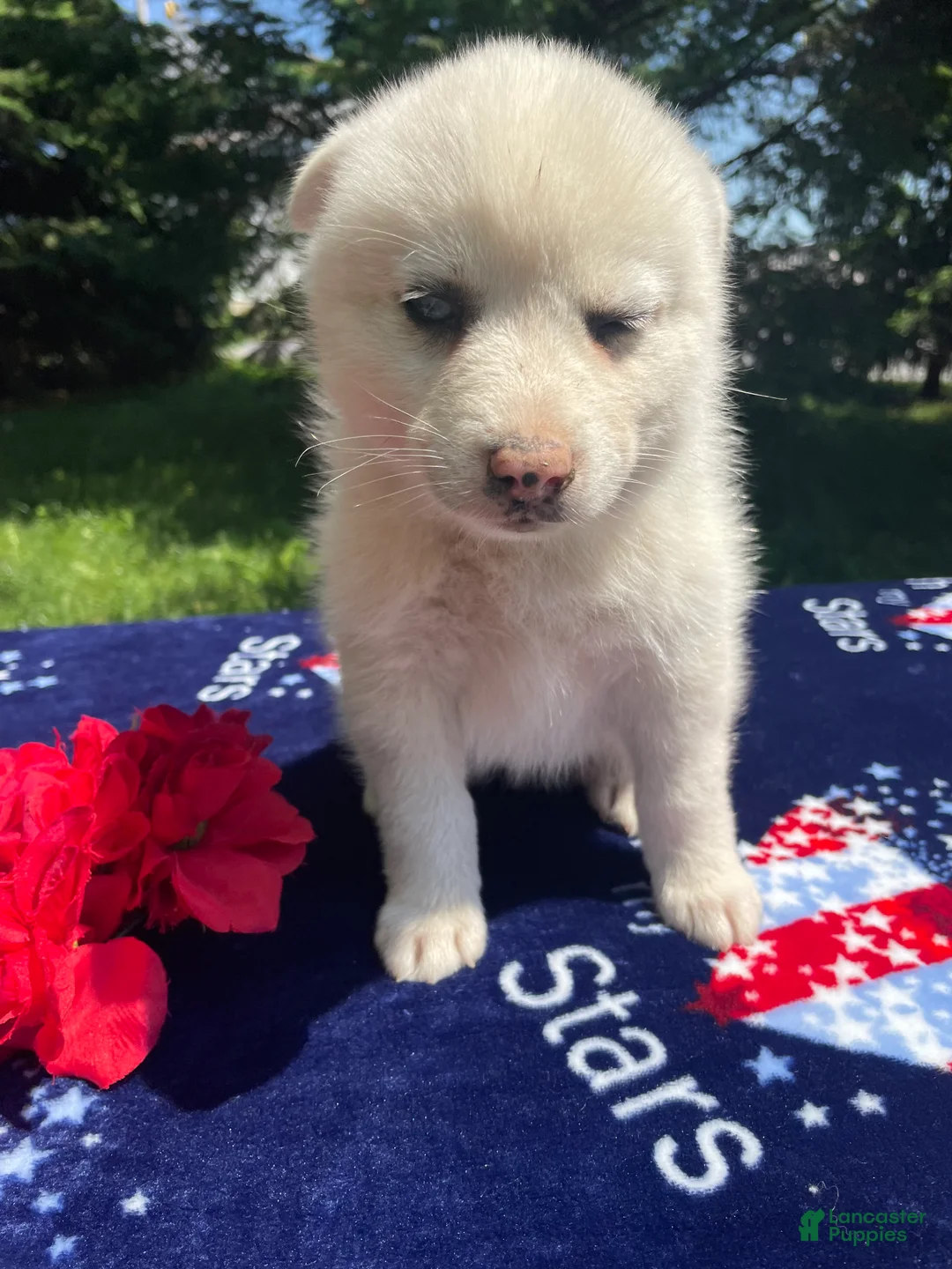 Pomsky dogs for sale: Trudy - Ad 2