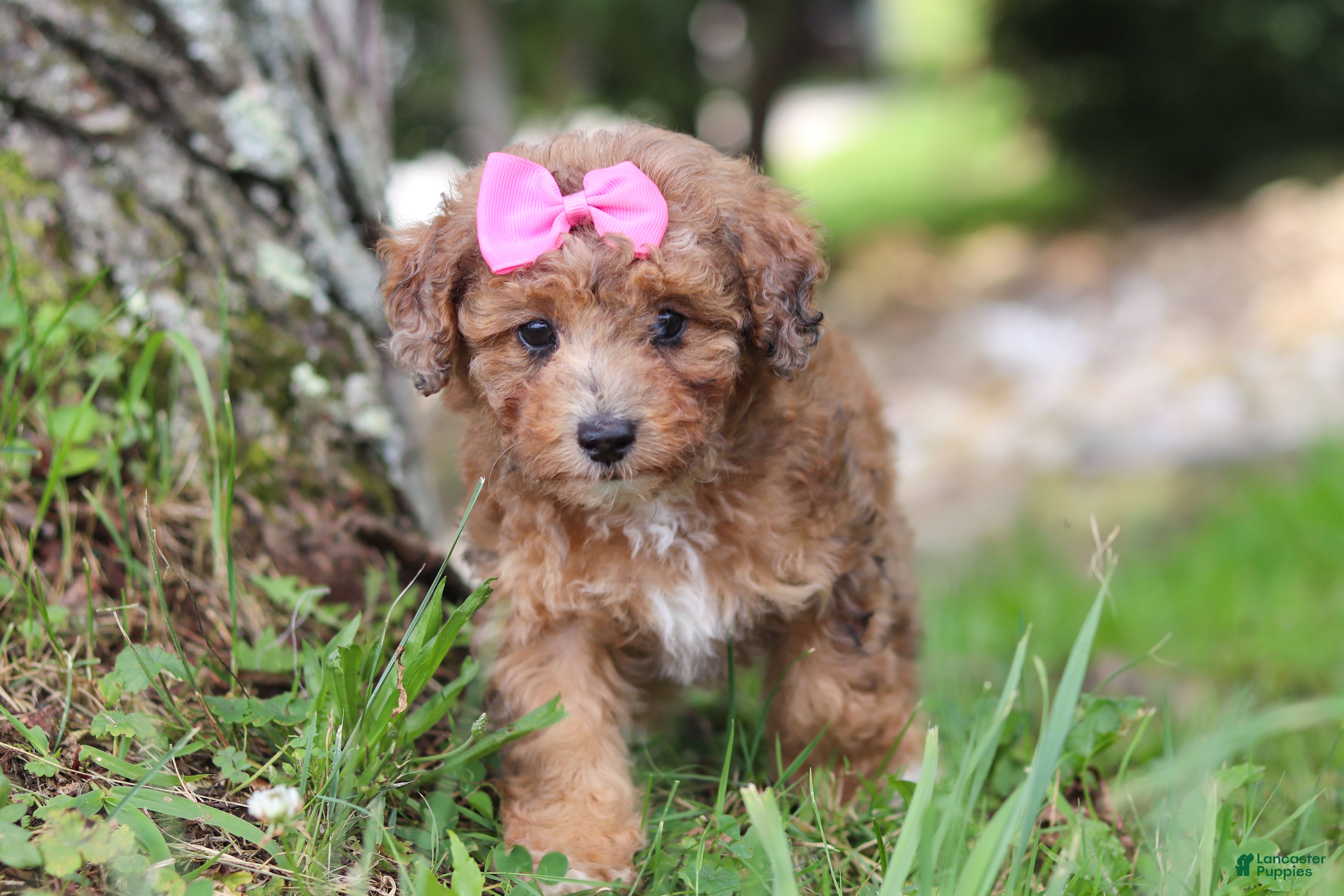 Miniature Poodle dogs Mocha - Ad 2