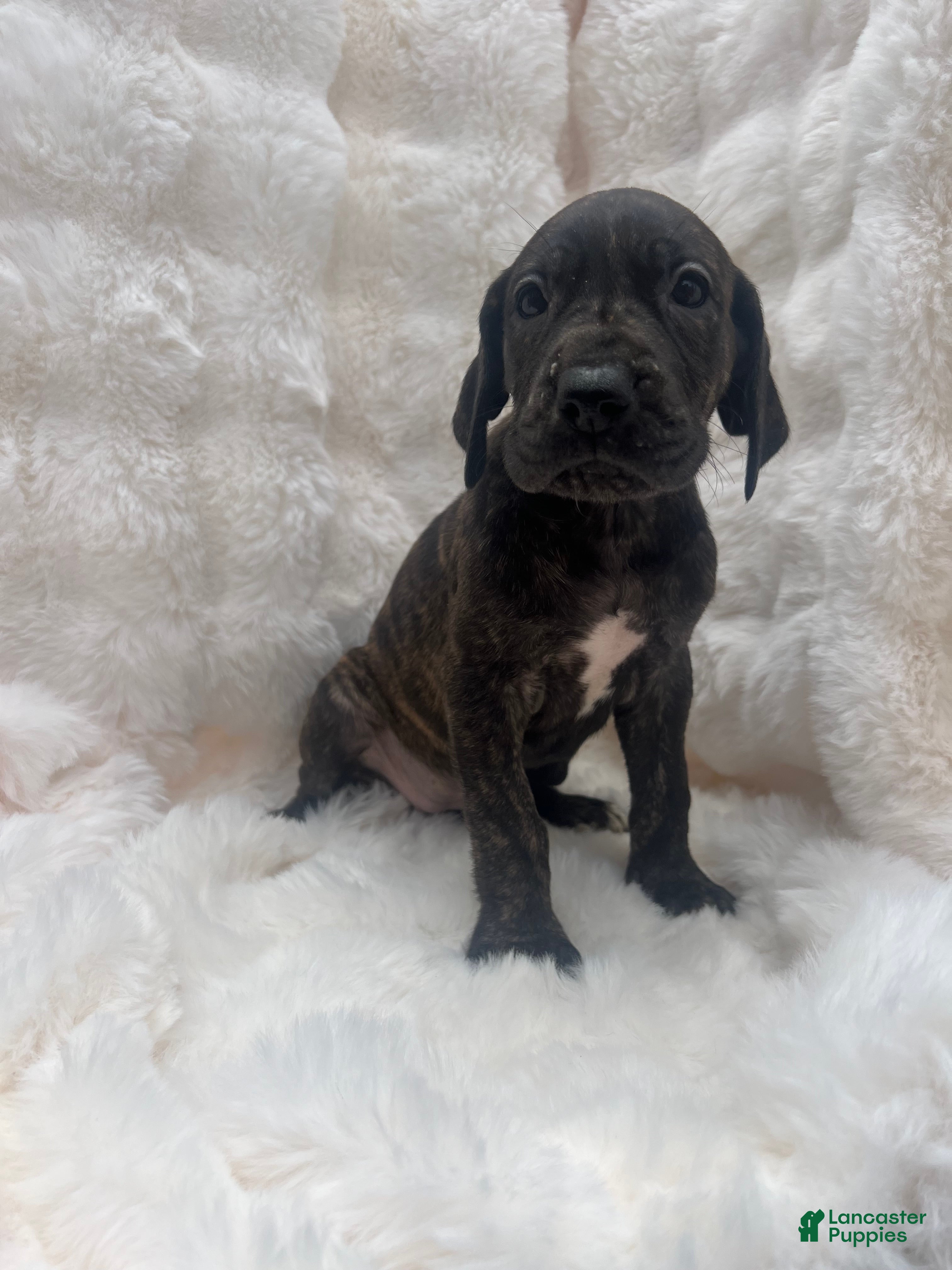 Great Dane dogs Sassy - Ad 1