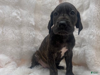 Great Dane dogs Sassy - Ad 2