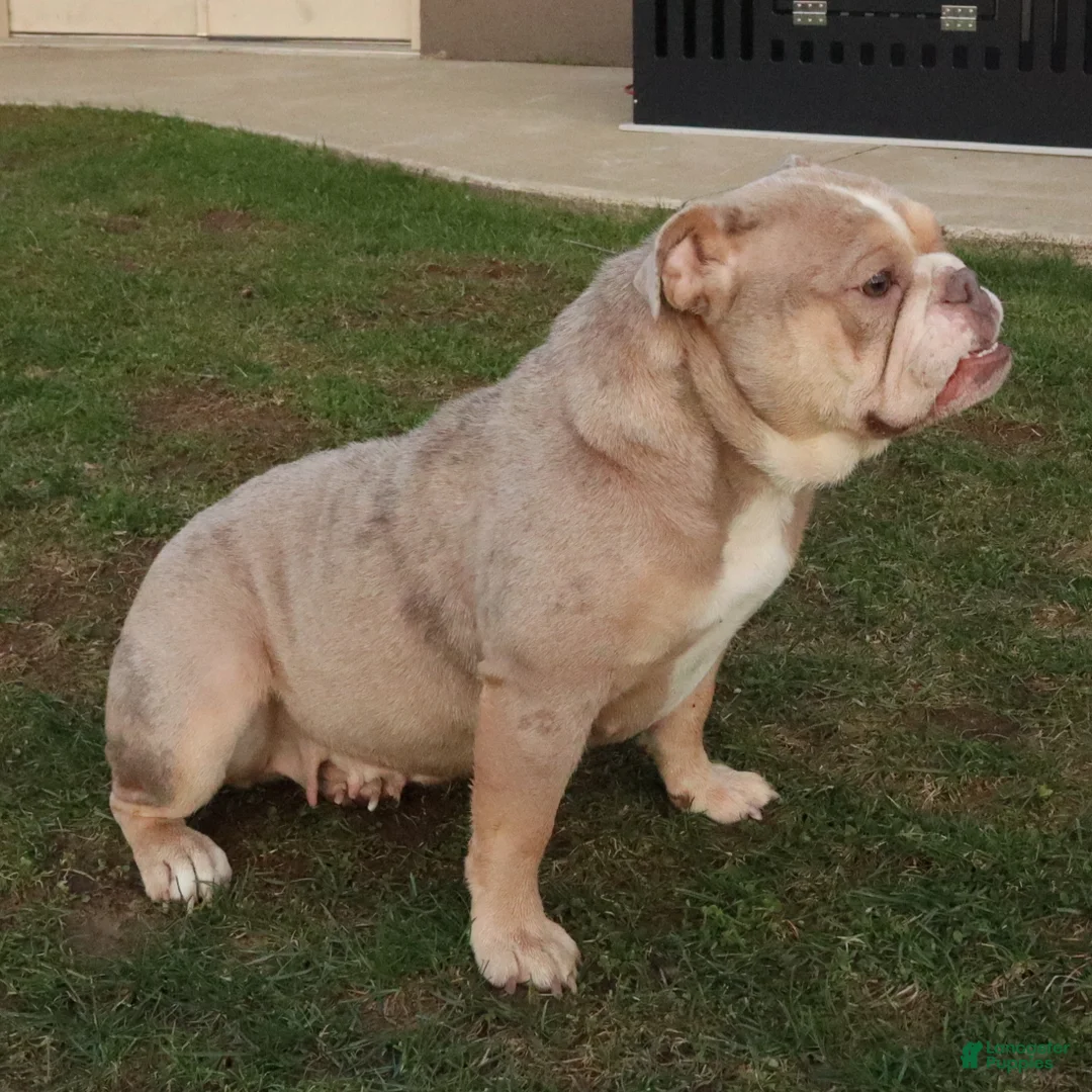 English Bulldog dogs for sale: Snoopy - Ad 2