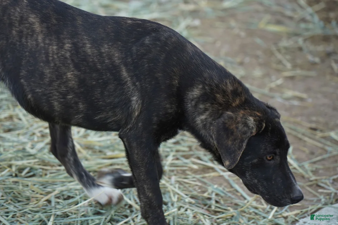 Mixed Breed dogs for sale: Bear Tiscar Farm Dog - Ad 26