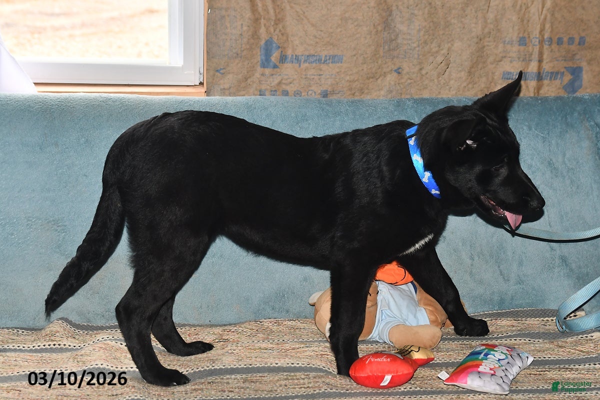 Belgian Malinois dogs Sarge - Ad 2