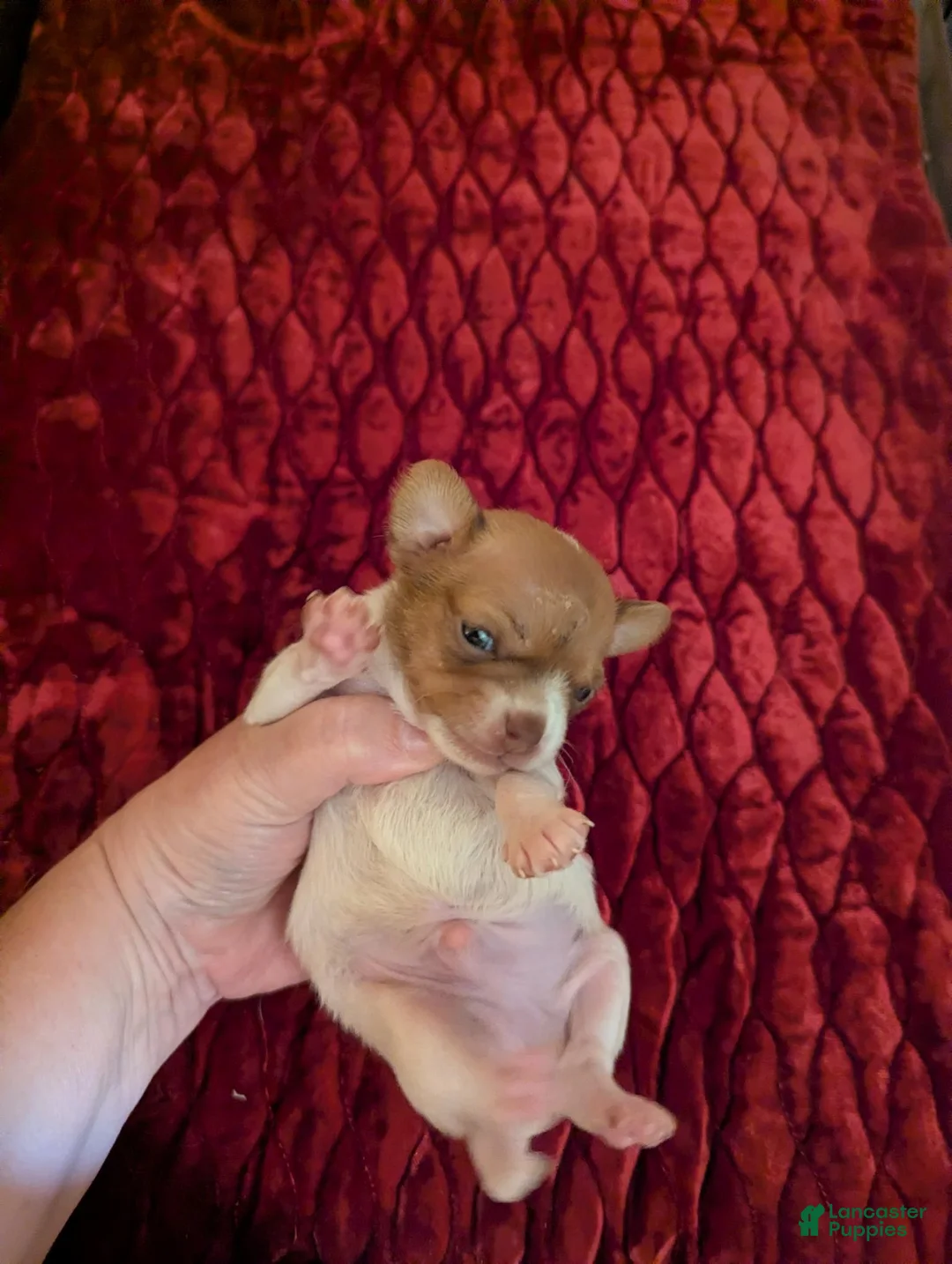 Chihuahua dogs for sale: Davi - Ad 4