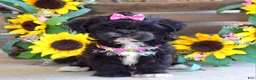 Shih Tzu dogs for sale: Riley - Ad 7