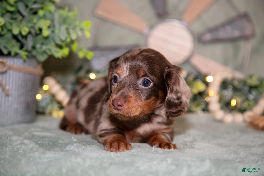 Miniature Dachshund dogs for sale: Fika - Ad 2