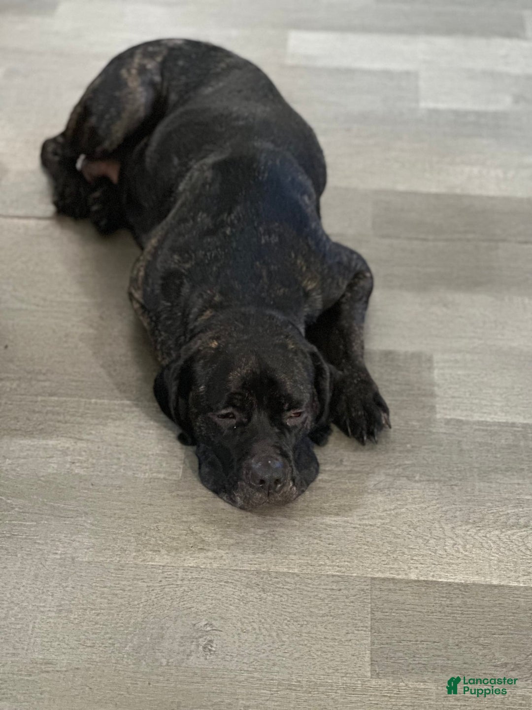 Gallery Image {{count}}