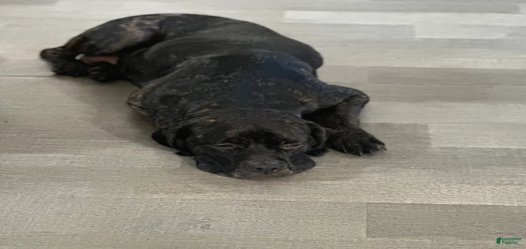 Gallery Image {{count}}