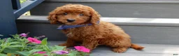 Mini Goldendoodle dogs for sale: Asher - Ad 4