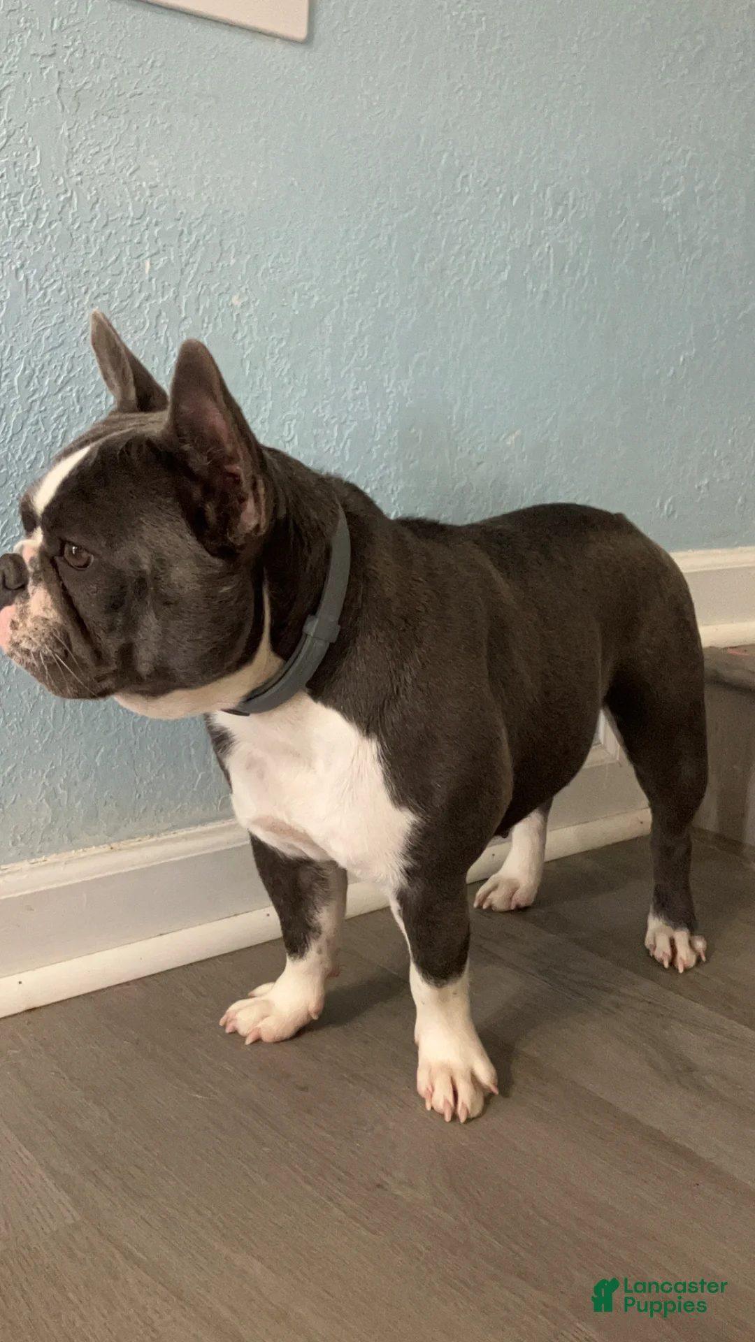 French Bulldog dogs for sale: RARE ‘PINK’ CREAM MERLE WITH BLUE EYES - Ad 12