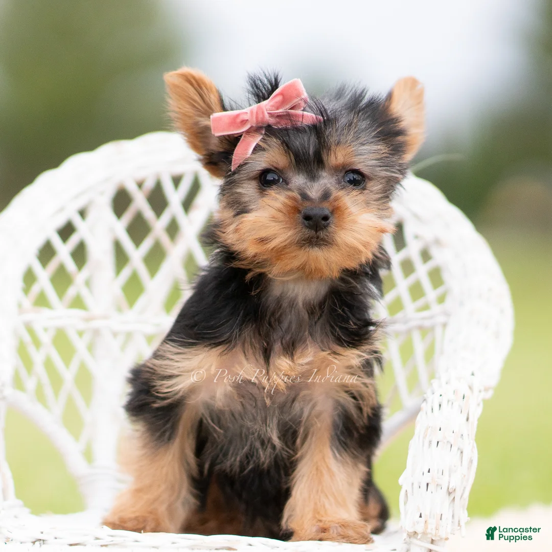 Yorkshire Terrier dogs for sale: Callie - Ad 2