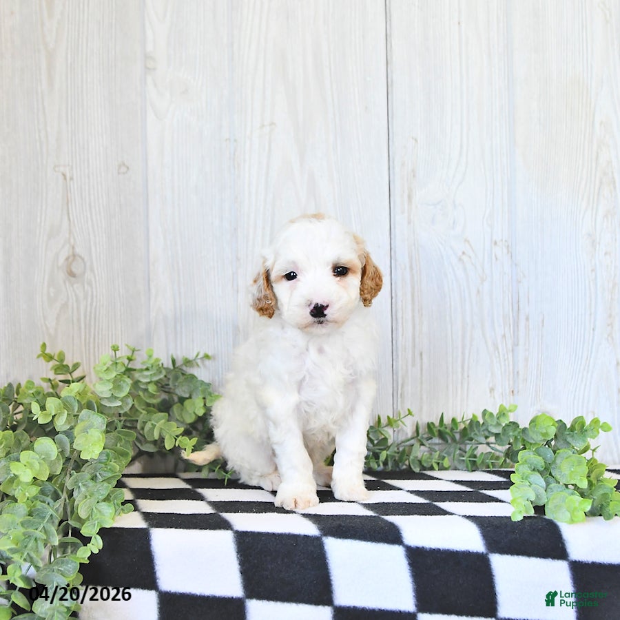 Mini Goldendoodle dogs Charlie - Ad 2