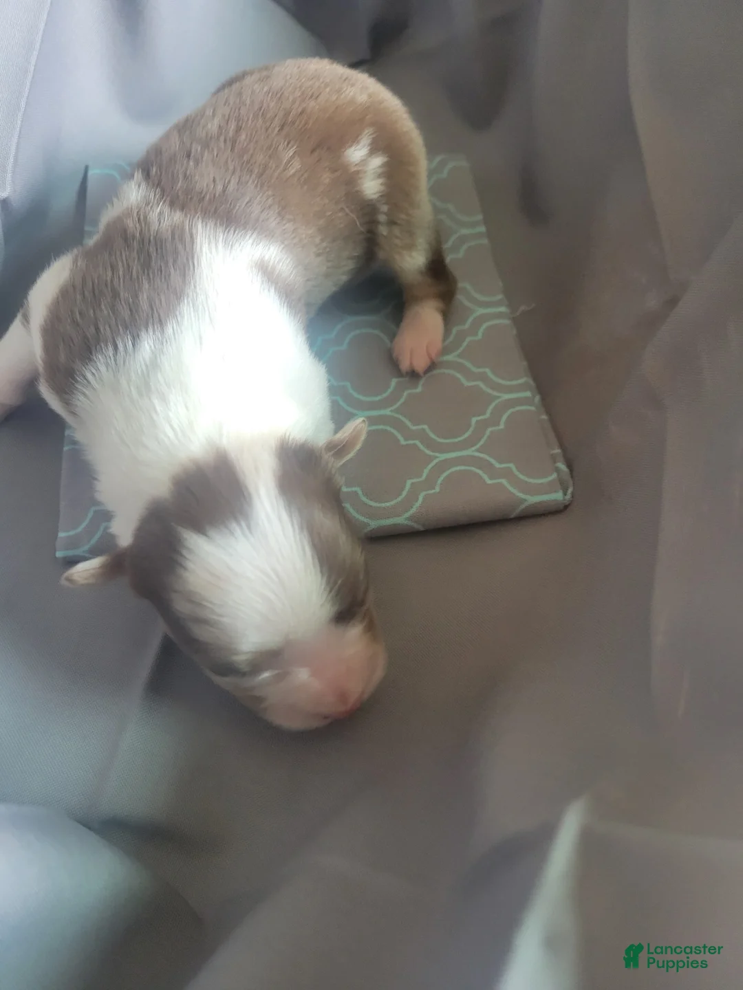 Australian Shepherd dogs for sale: Australian Shepherd 8 - Ad 2