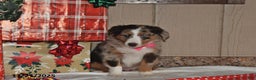 Australian Shepherd dogs for sale: Misty - Ad 2