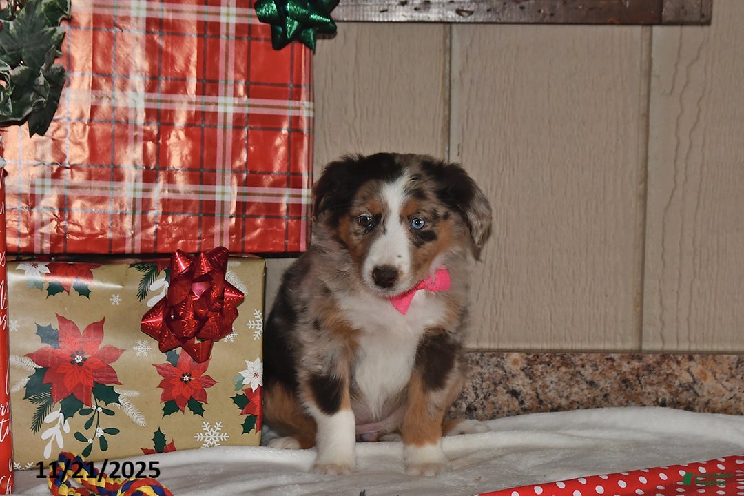Australian Shepherd dogs for sale: Misty - Ad 2