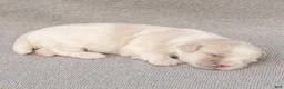 Maltese dogs for sale: Puck Maltese  - Ad 4