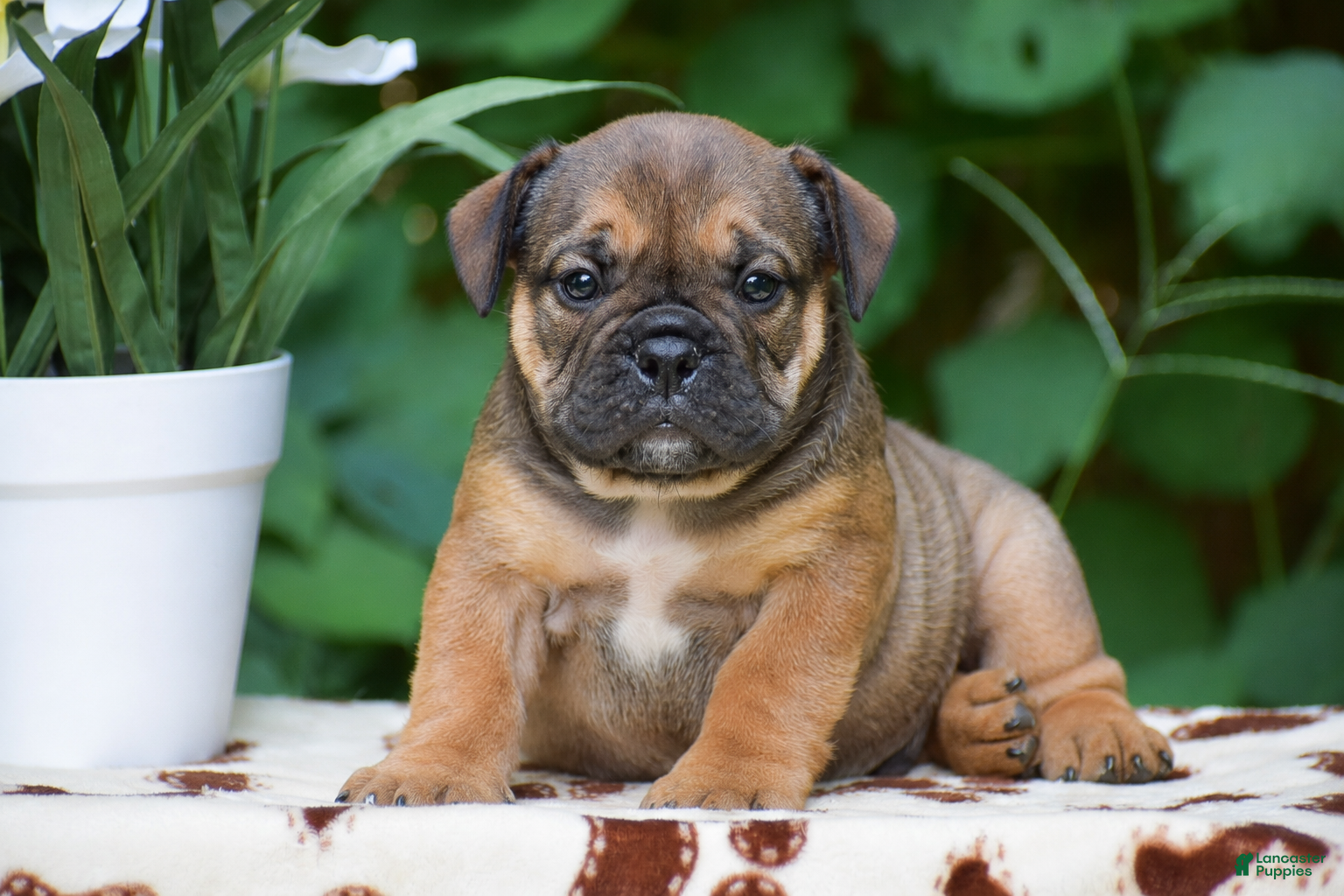 Olde English Bulldogge dogs Moose - Ad 1