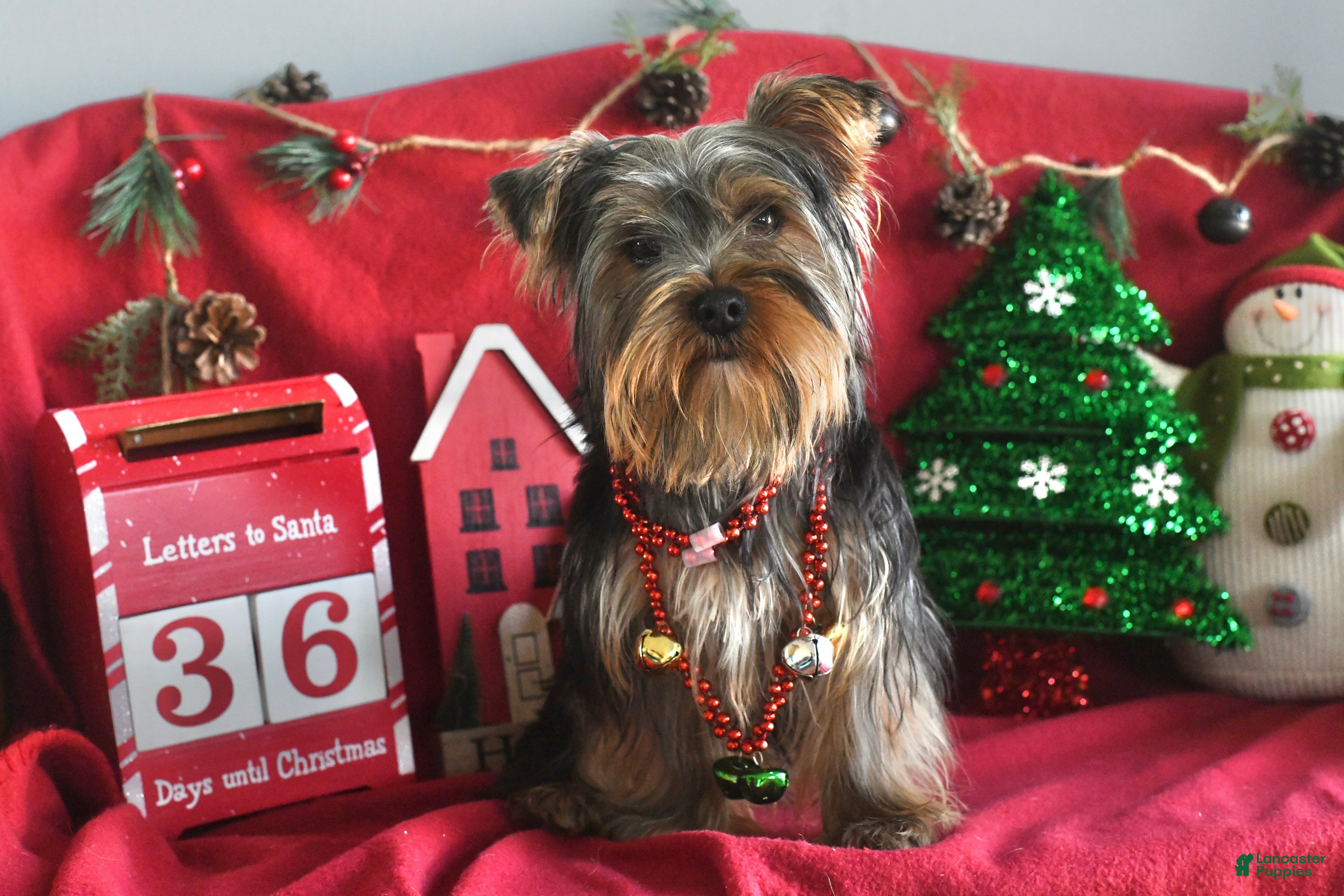 Yorkshire Terrier dogs Guppy - Ad 1