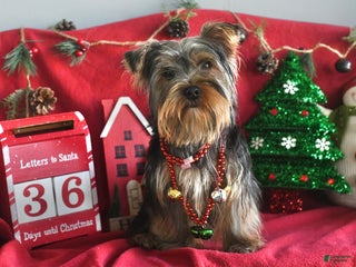 Yorkshire Terrier dogs Guppy - Ad 16