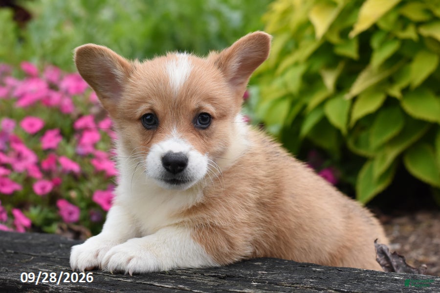 Welsh Corgi Pembroke dogs Alex - Ad 2