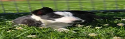 Border Collie dogs for sale: Kaida - Ad 10