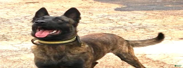 BO