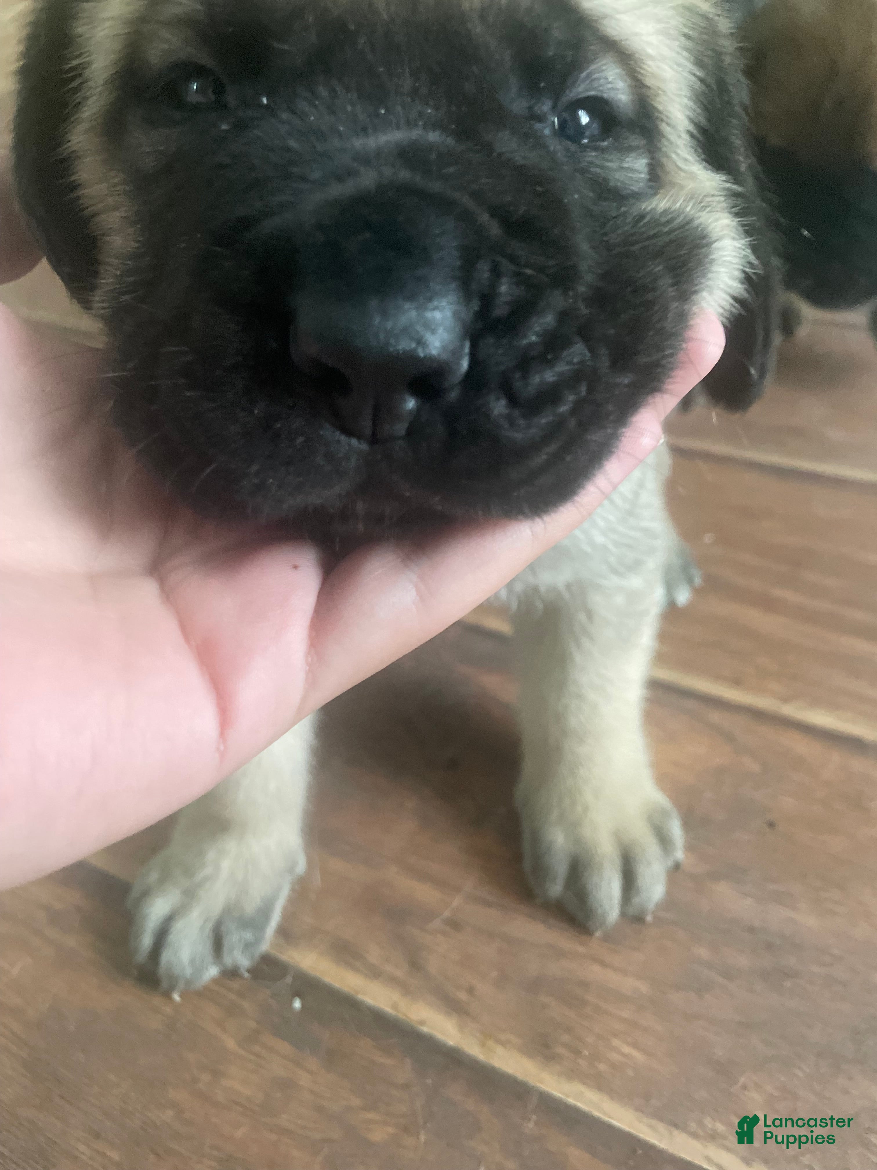 English Mastiff dogs English Mastiff 2 - Ad 13