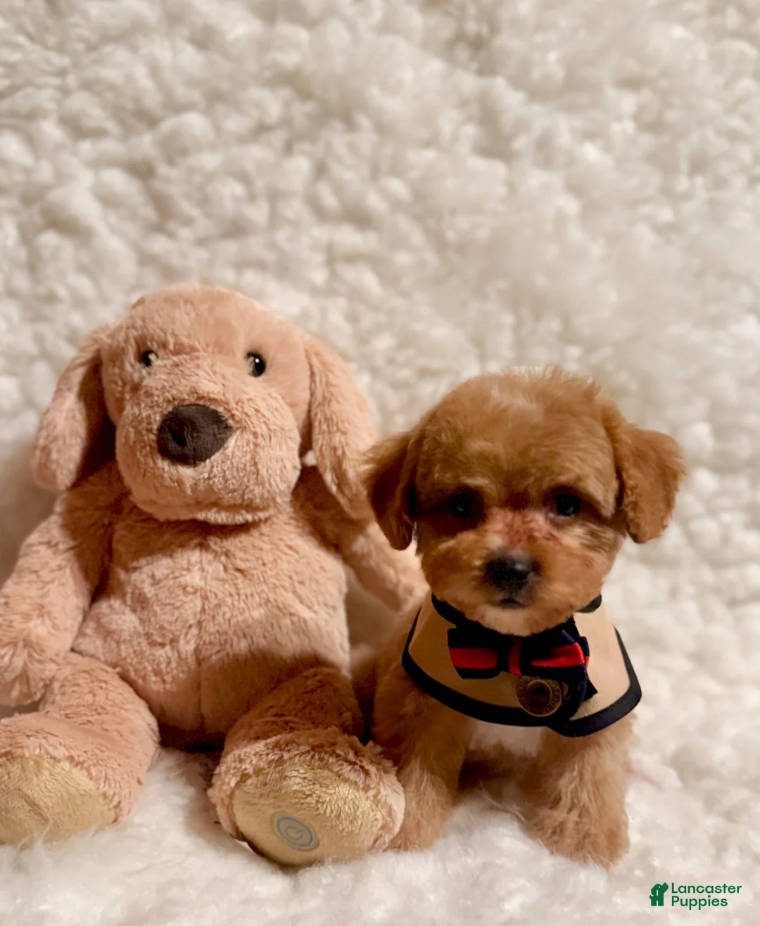 Toy Poodle dogs for sale: Sugar Bear apricot - Ad 5