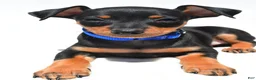 Miniature Pinscher dogs for sale: Buddy - Ad 4