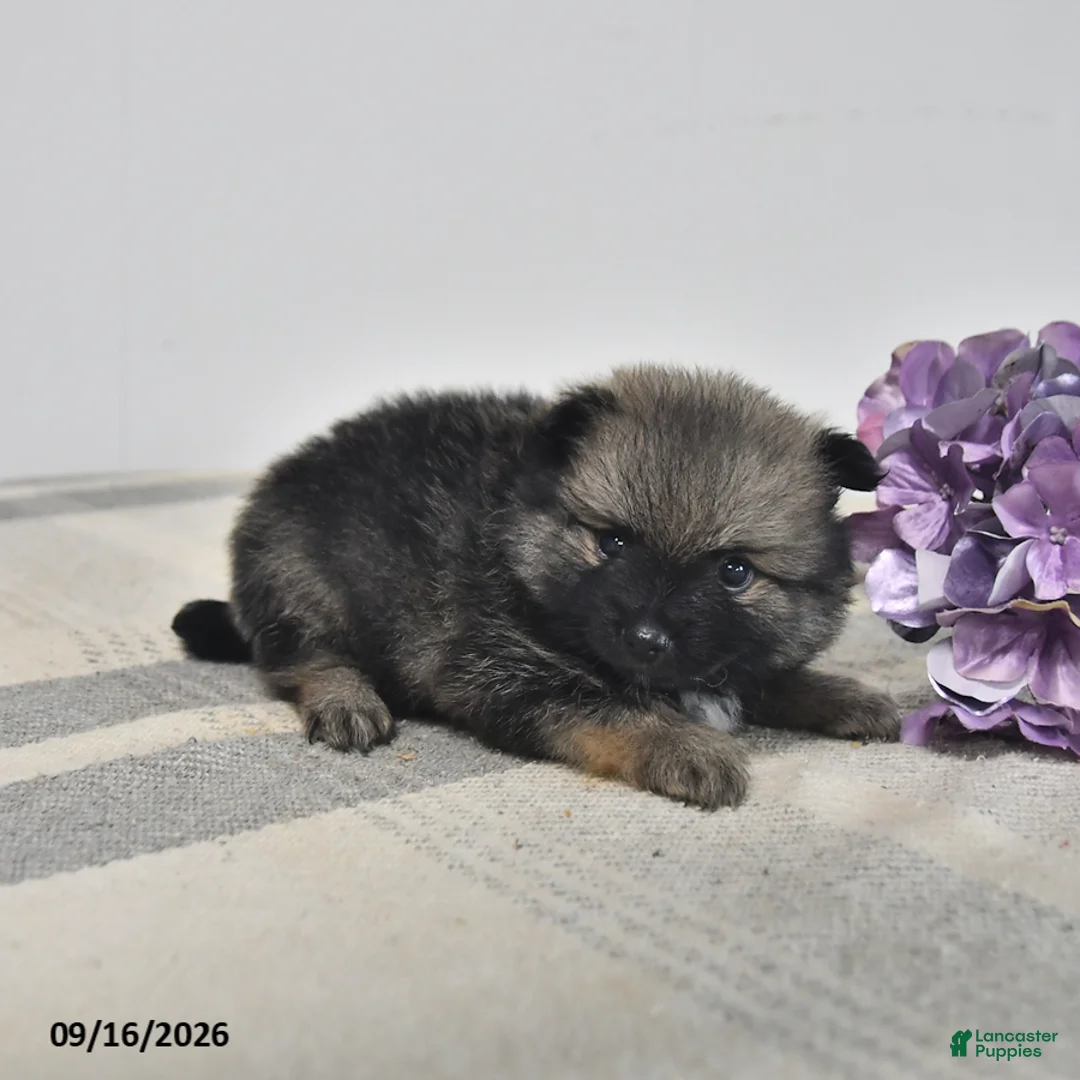 Pomeranian dogs for sale: Darien - Ad 3